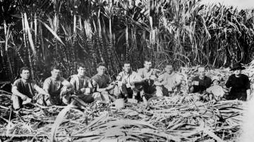 Italian sugar cane cutters in the Innisfail district, Queensland, in 1923. Left to right: R. Cavallaro, F. Leonardi, P. Zaia, A. D'Urso, M. Bonanna, S. Zappalo, L. D'Urso, G. Lizzio, Alfio Lizzio (child) and Carmela Lizzio (cook). Picture by State Library Queensland/Wikimedia Commons
