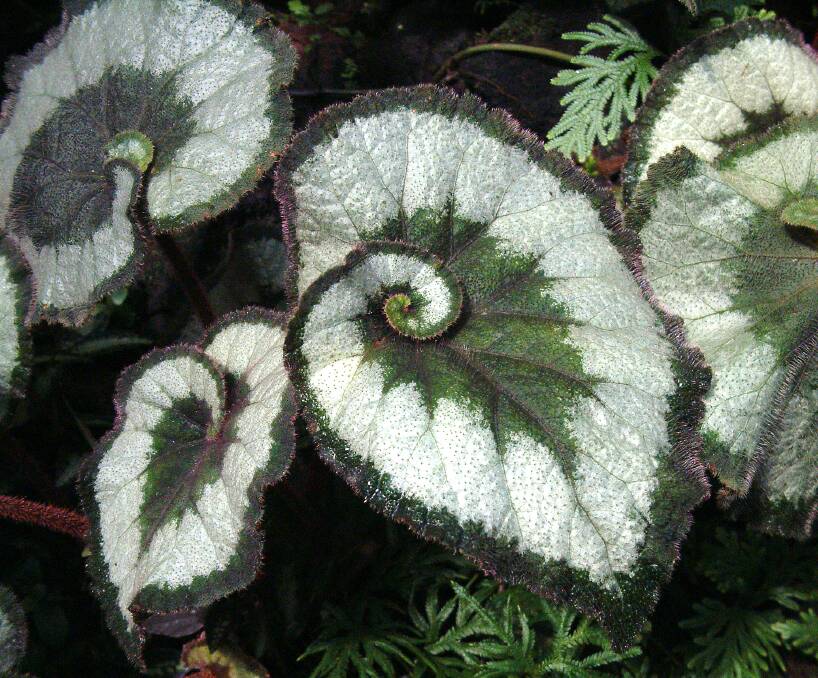 THE REX – This stunning leaf of the rex begonia certainly as the “wow” factor.