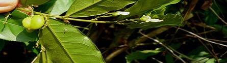 CARPOLOBIA LUTEA: African plant may help treat dementia.