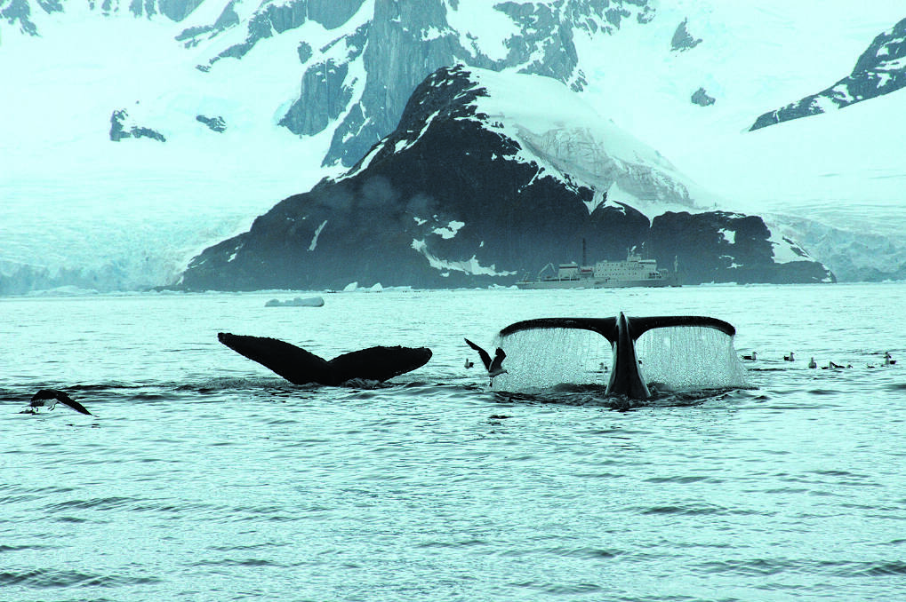 ICY CONTINENT HOT STUFF –  Whales and seabirds hunting off the Antarctic ice. Photo: Thomas Bauer.