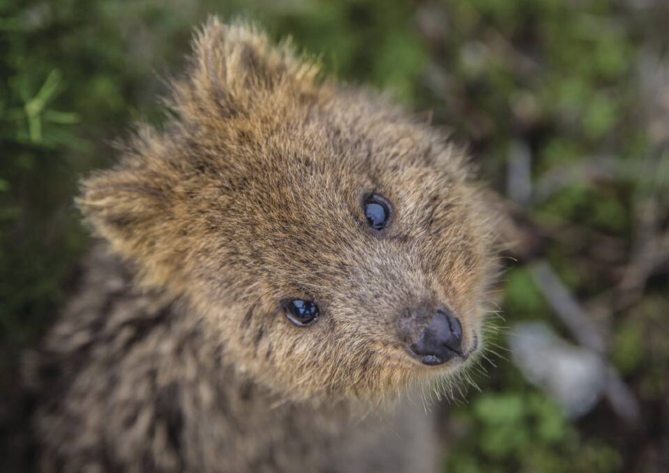 PEEK-A-BOO – Quokkas live in swamps and  scrubland, tunnelling through the brush to  create shelters.