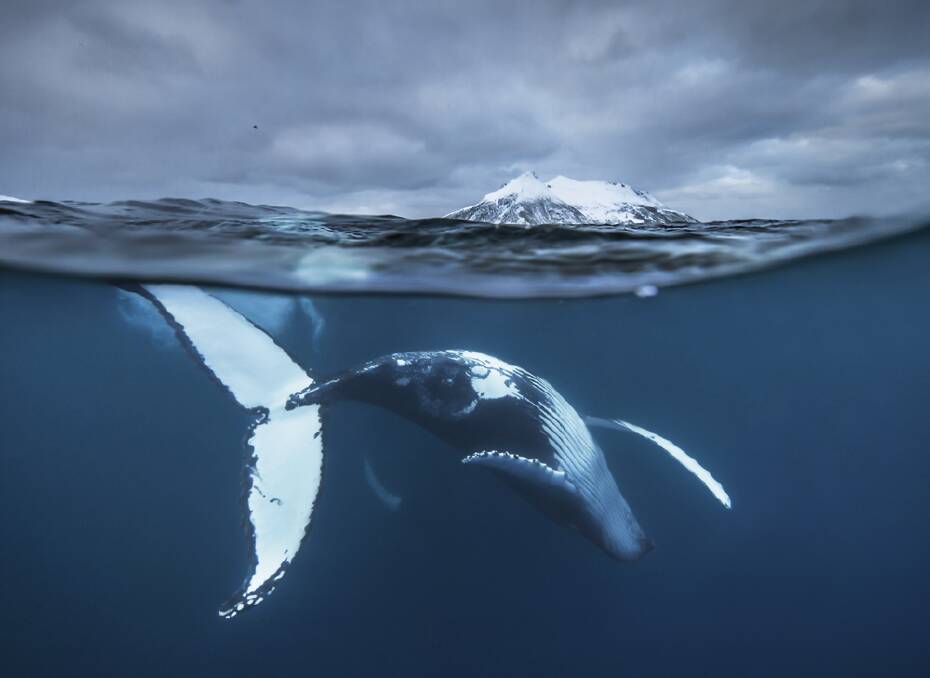 WILDLIFE MODELLING –  Arctic Showtime, copyright Audun Rikardsen, Norway.