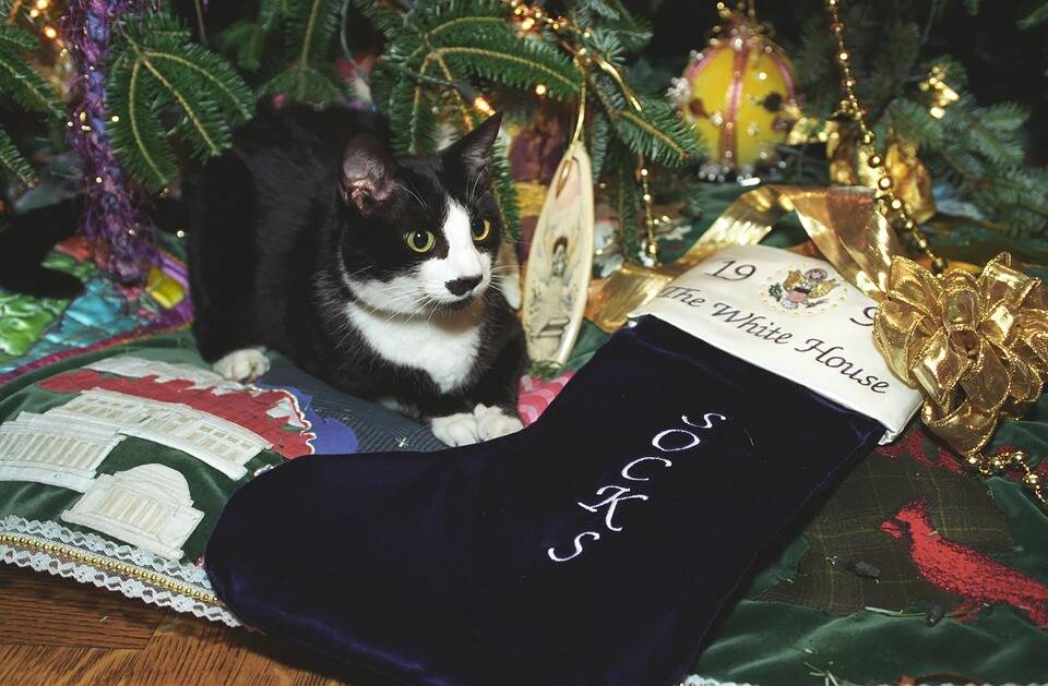 PURFECT PRESSIES: Don't forget your four-legged friends this Christmas.