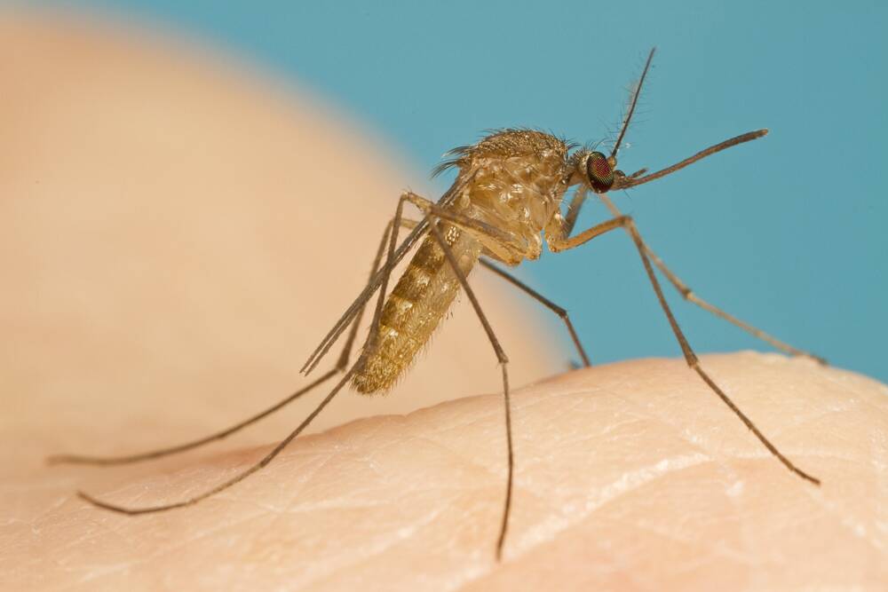 DRUG HOPE - Researchers are testing a drug to see if it can treat the mosquito-borne Ross River virus.