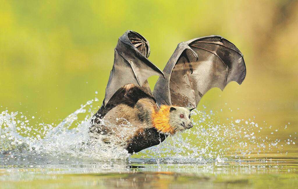 DO DROP IN – Ofer Levy's superb photo of a flying-fox slaking its thirst on the Parramatta River is the  calendar's cover image.