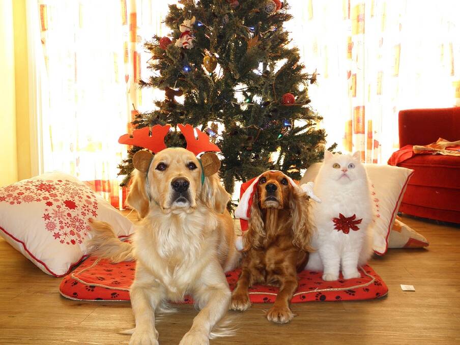 NO CHRISTMAS SPIRTS FOR YOUR POOCH OR PUSS: Pets and Christmas alcohol don't mix.