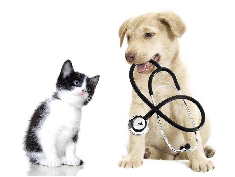 PAWFECT HEALTH - Pets are living longer and healthier lives thanks to an increased focus on preventative health care.
