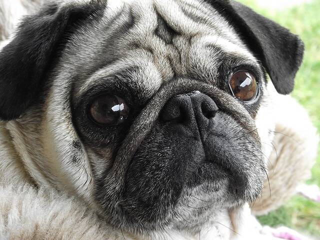 PUG LOVE - Some breeds, such as pugs, suffer health problems because of the way they are bred to look.
