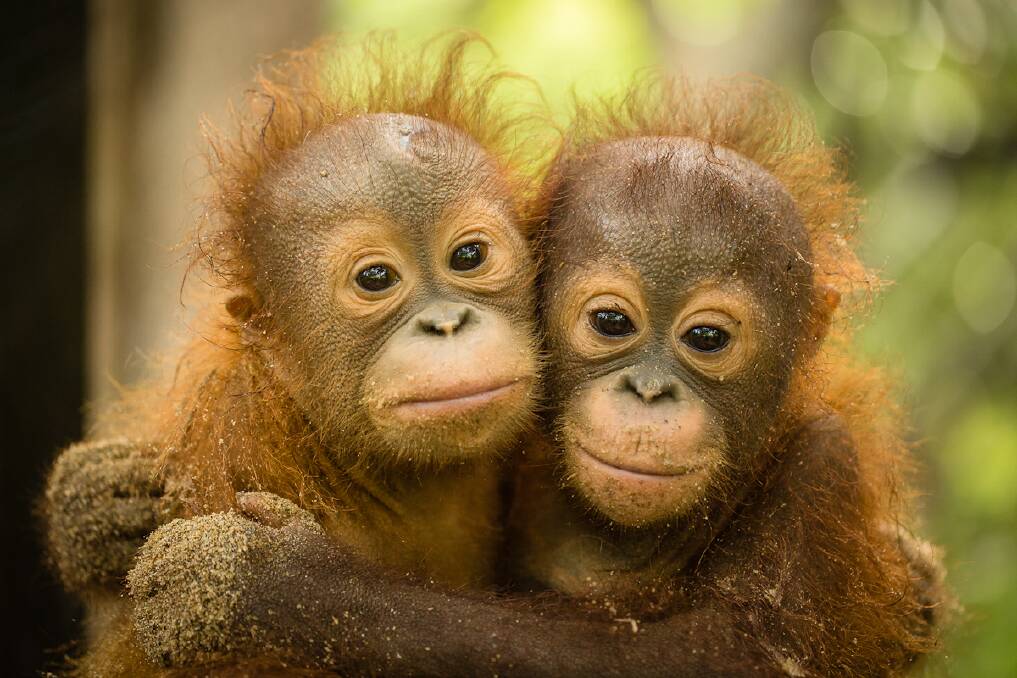 Orangutans - cute and endangered.