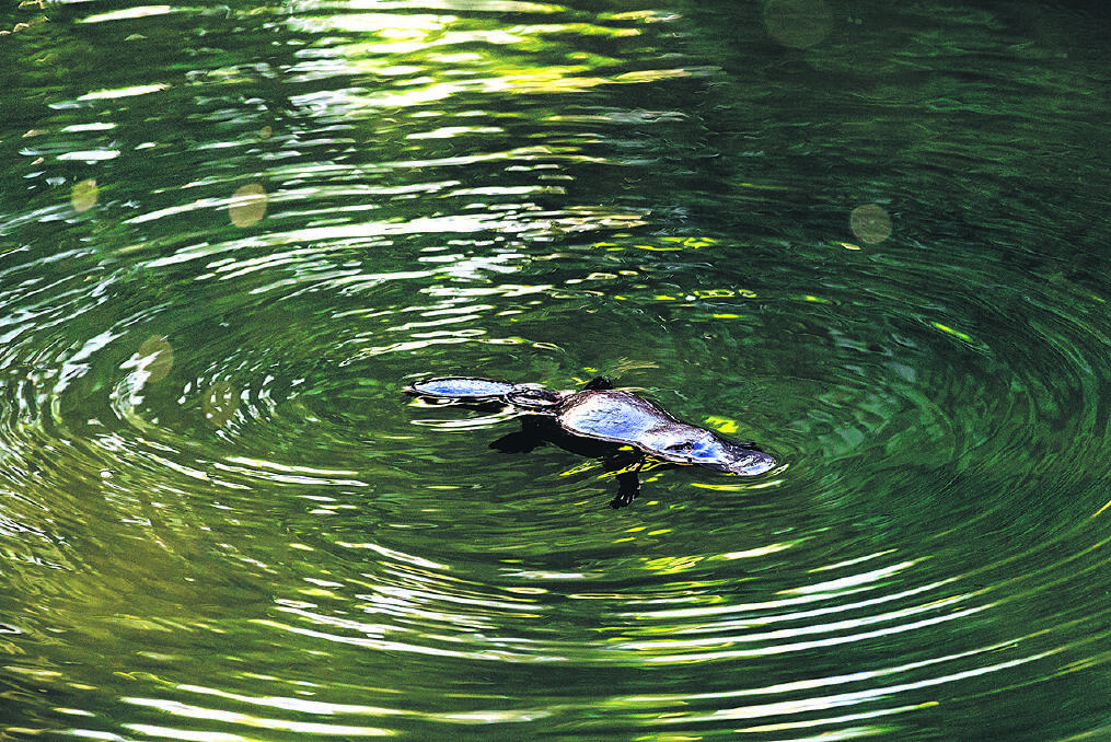 SPOTTED – A platypus in Broken River, Eungella National Park.  Photo: Tourism Qld.