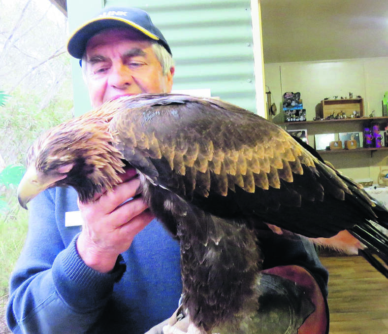 ON THE MEND – Kevin Howard with an injured bird of prey. Photo: Veronica Matheson
