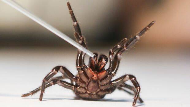 Funnel-web spiders have the potential to be crucial in the treatment of stroke patients. Photo: Gary Brown