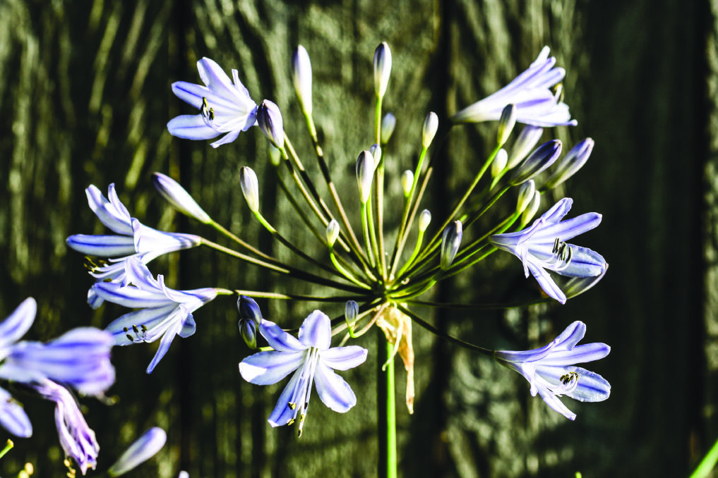 The agapanthus is a versatile weed.