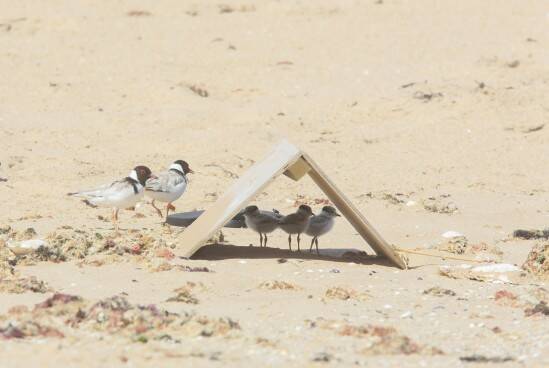 Chicks enjoy the shade of a shelter provided by volunteers, with mum and dad not far away. Photo: Glenn Ehmke.