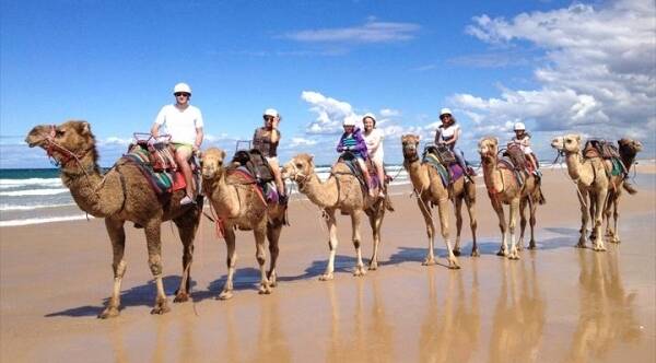 CAMEL CONVOY – The beaches and sand dunes of Port Stephens are perfect for a camel ride or two.