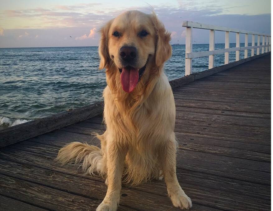 Casper at Port Melbourne beach