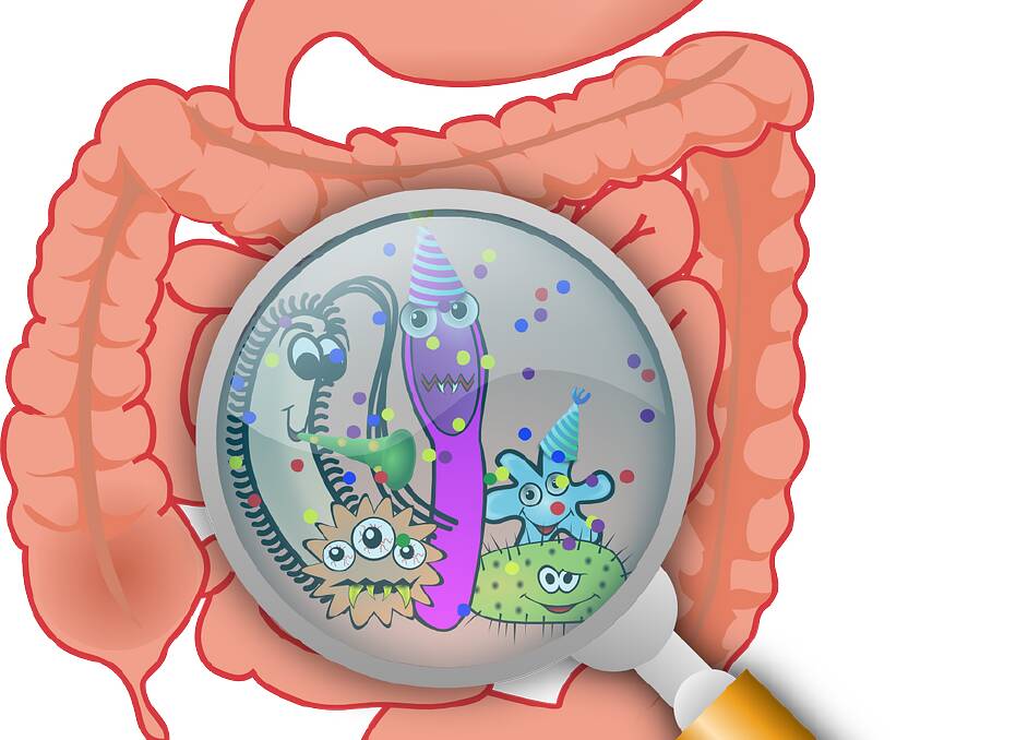 Each person’s unique gut microbiota composition is in continuous communication with the immune system