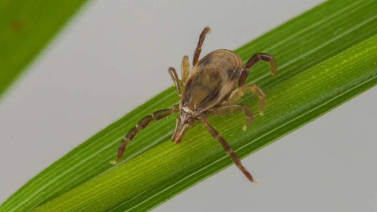 Association welcomes inquiry into tick-borne disease