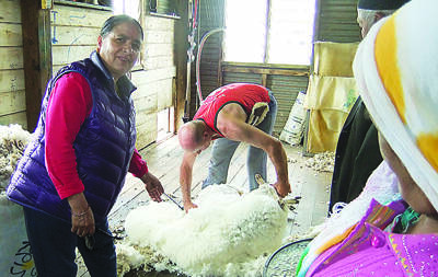 FARM SKILLS – Nirmala Kuikel watches Andrew McKenzie get to work. Many of the Bhutanese have farming backgrounds but had only ever used shears to cut wool.