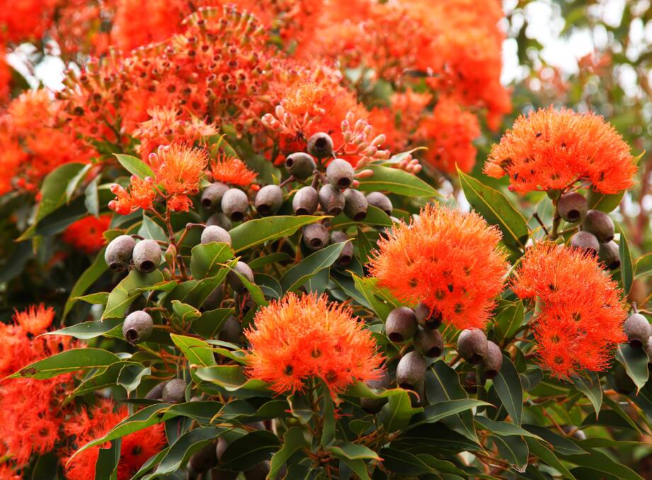 ANIMAL ATTRACTION – Plant natives to attract wildlife, such as this flowering gum. Photo: Paul Lucas