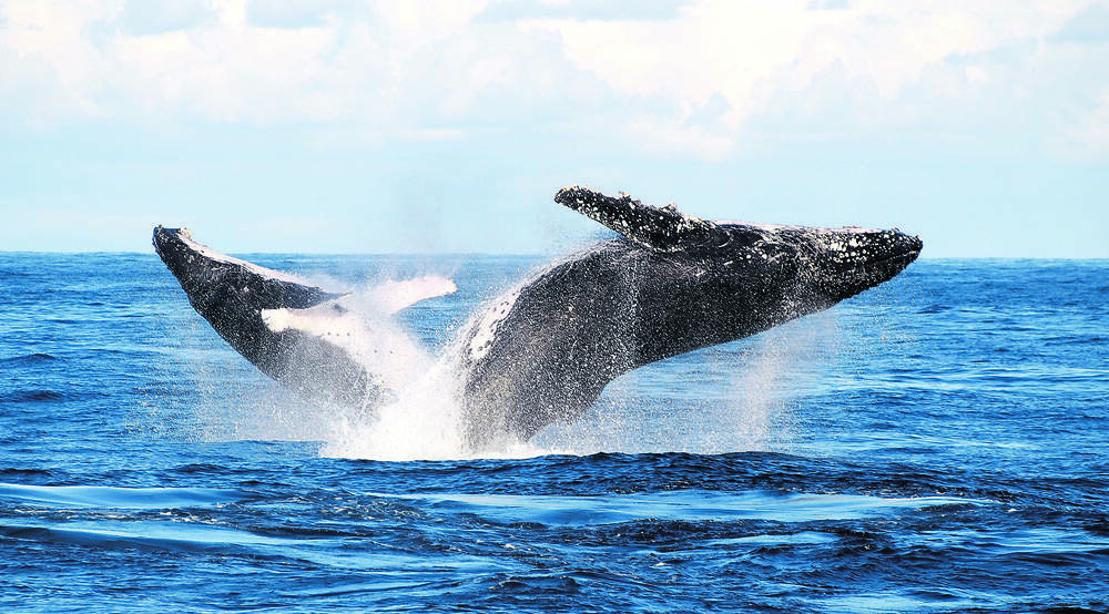 MAKE A SPLASH – You can spot humpback whales all along the NSW North Coast. Photo: Stephen Murray, Imagine Cruises.