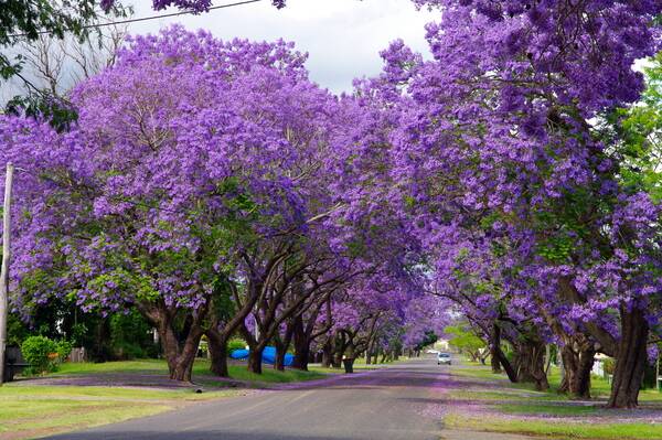 PURPLE REIGN: Grafton is putting on a show for its annual Jacaranda Festival.
