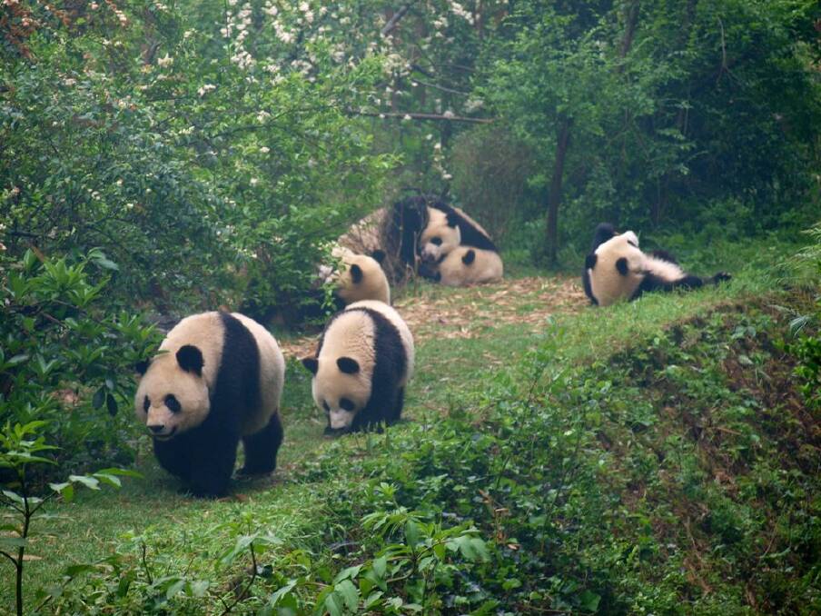 See the giant pandas