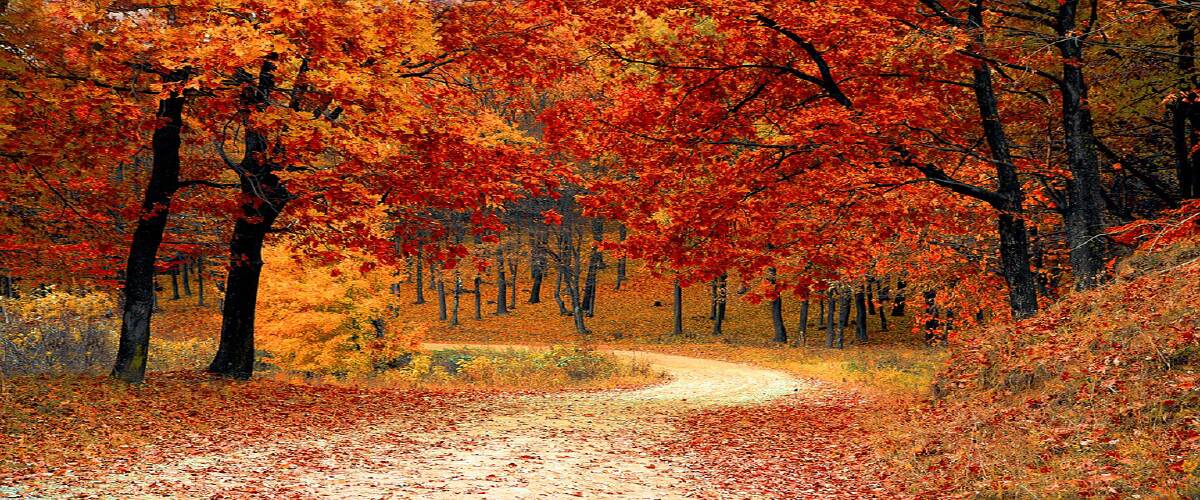 For a short time, you can witness the leaves change to shades of reds, oranges, and yellows before they flutter to the ground.