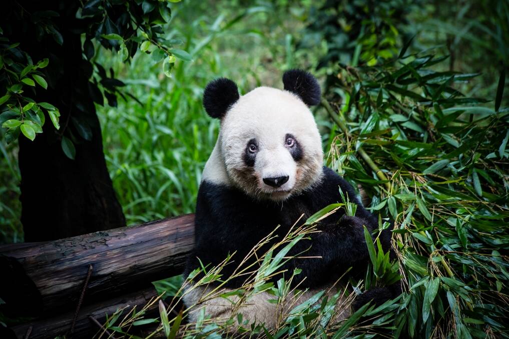 See the giant pandas on an Insider Journeys trip to China.
