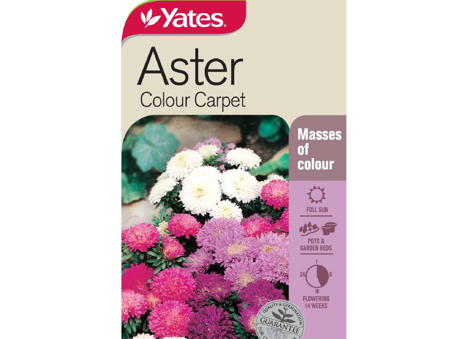 BRIGHT BLOOMS - Add a boost of colour to your garden with Aster Flower Carpet.