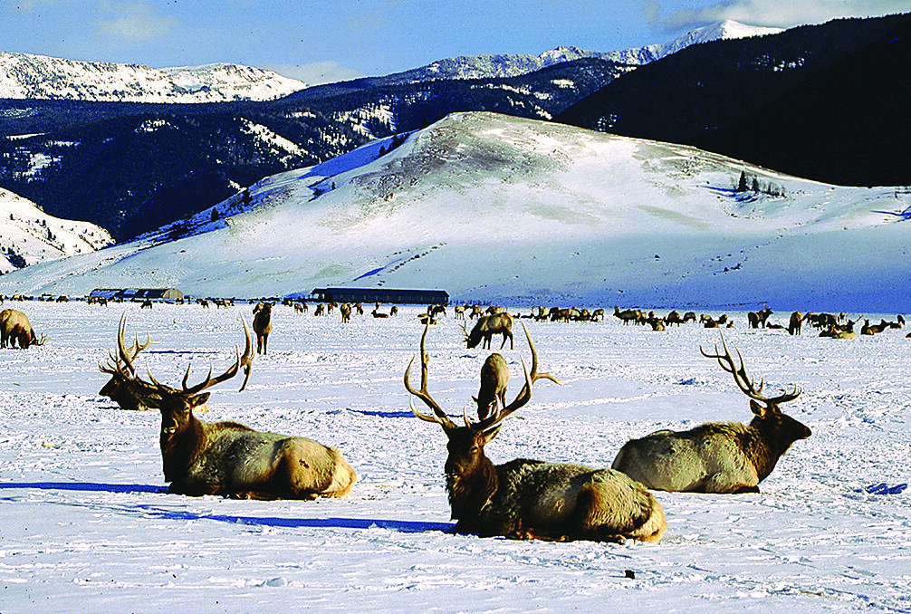 HOME ON THE RANGE – Elk sheltering in the refuge over the winter months.