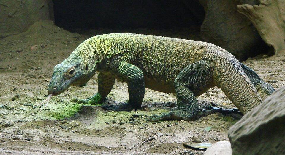 BUG BEATER: Komodo dragon spit could lead to a new generation of antibiotics.