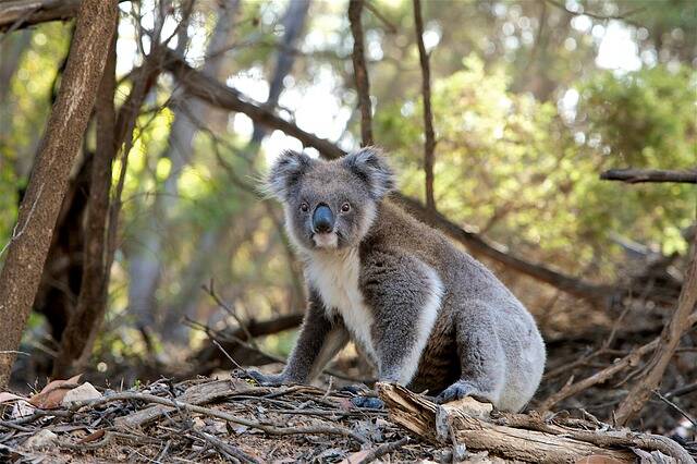 Have your say to save local koalas.