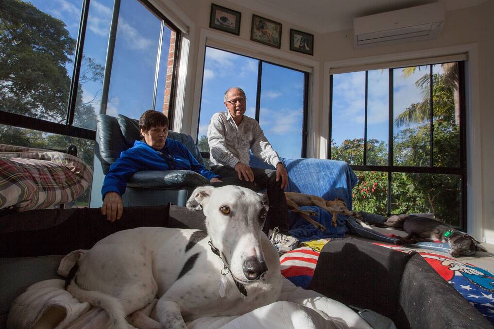RACE TO HOME - Greyhound Rescue founders Janet and Peter Flann said retired race greyhounds make great pets. Photo by Michele Mossop/Fairfax Media