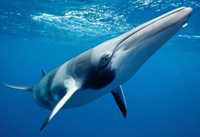 WONDER – Get to know dwarf minke whales on the Great Barrier Reef.