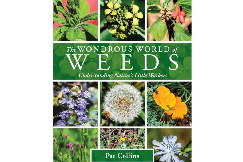 The Wondrous World of Weeds by Pat Collins.
