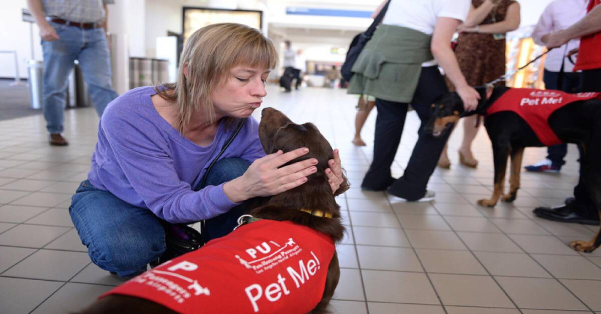 Dogs help calm jittery flyers