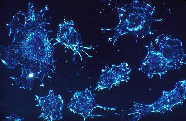 It’s estimated our cells will replicate 10,000 trillion times in our lifetime. Errors in this process can lead to cancer.