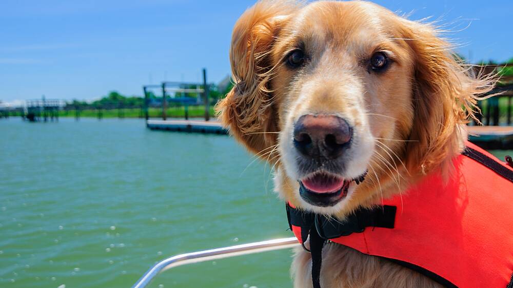 Take care when taking your dog on a fishing trip. Picture Shutterstock