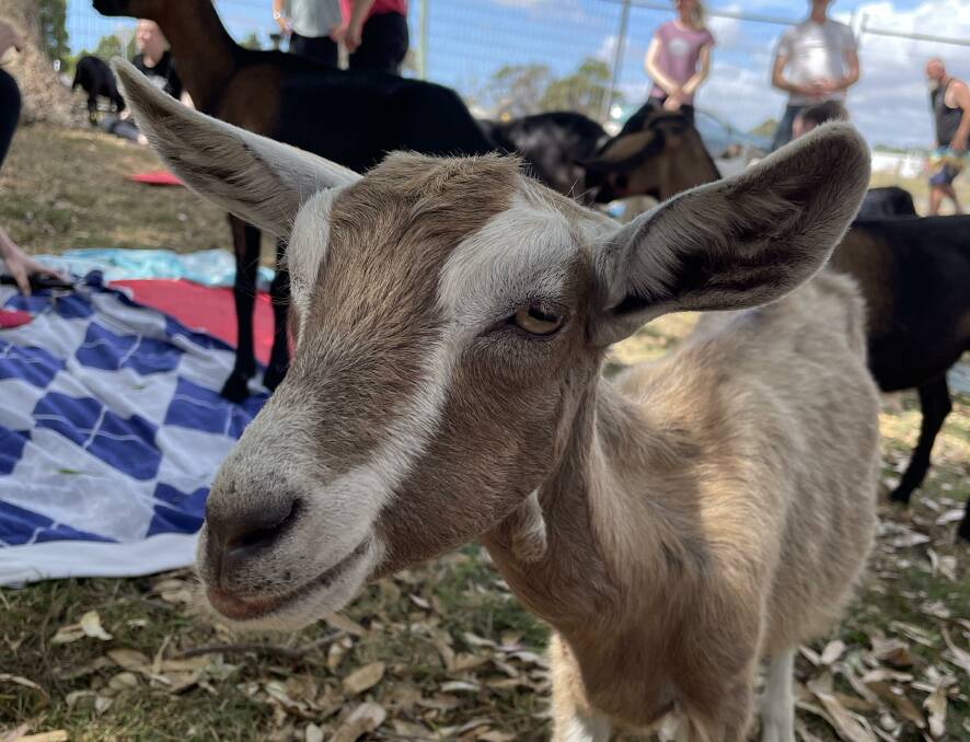 How a group of goats is trying to shift the mental health conversation