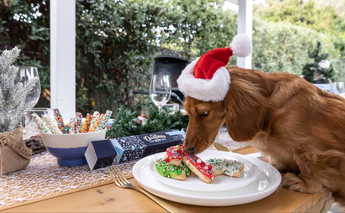 Pampered pooches and fancy felines are set to be spoiled come December 25. Picture: supplied