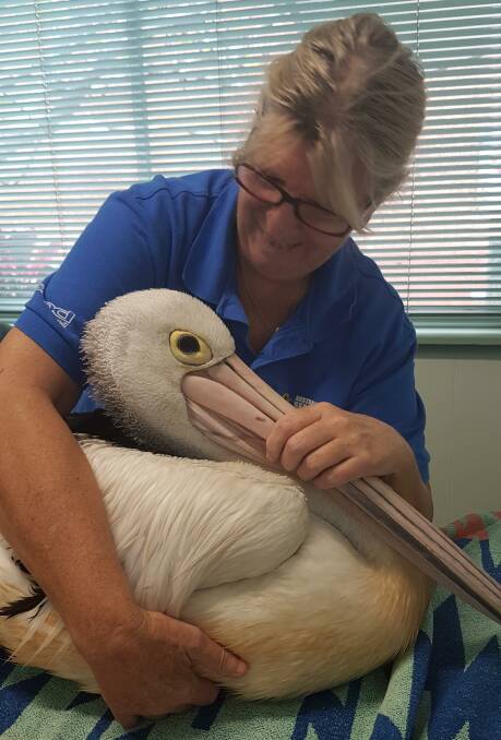 TOP BILLING: Cathy Gilmore wrangles a pelican at The Entrance.