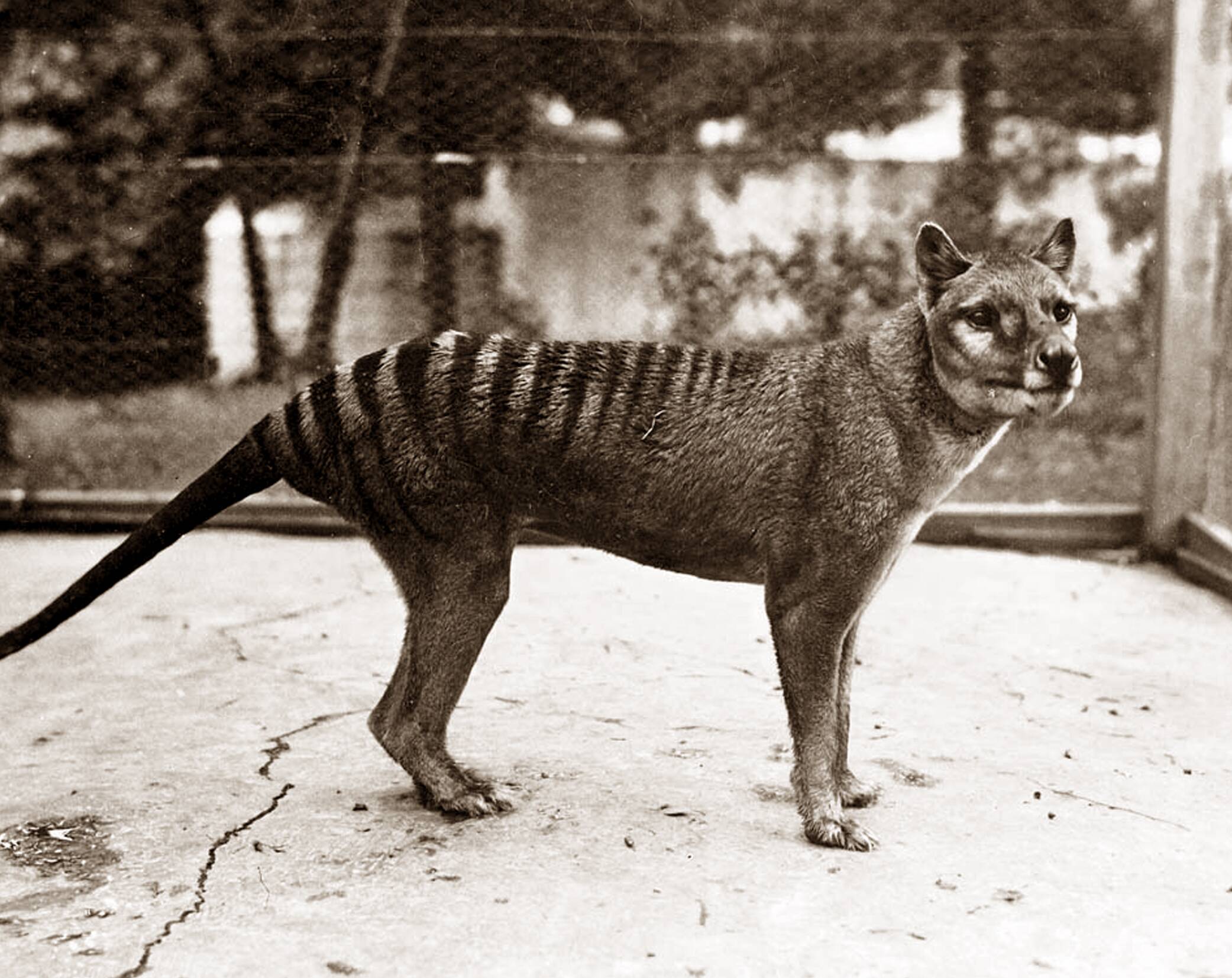 A new study reveals that the Tasmanian tiger might have survived to 1980s  or later, The Senior