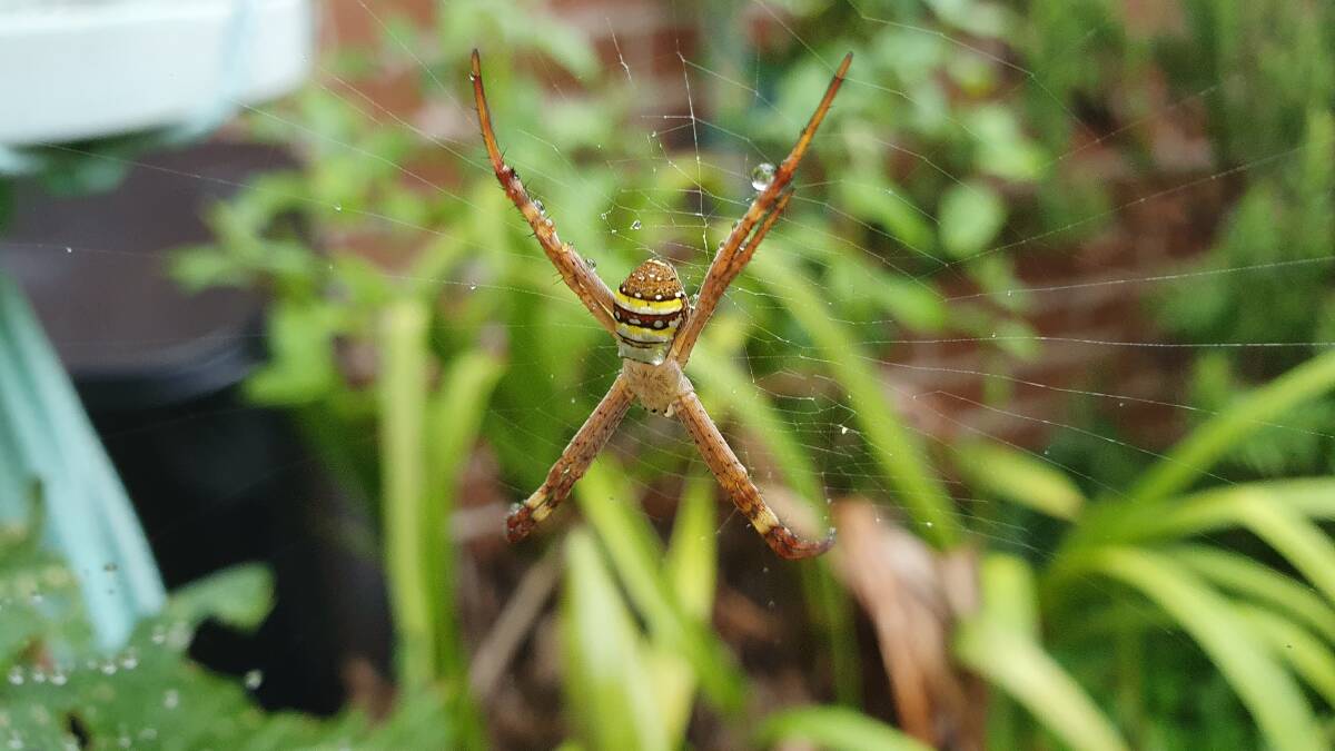 Argiope keyserlingi, or St Andrew's cross spider, is a species of orb-web spider found on the east coast of Australia. Picture by Therese Murray
