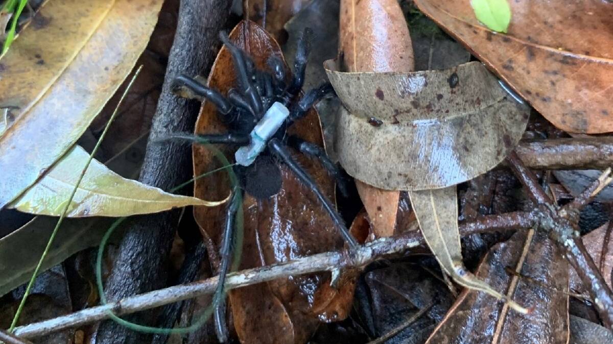 ON TRACK: One of the Sydney funnel-web spiders with the tracking device.