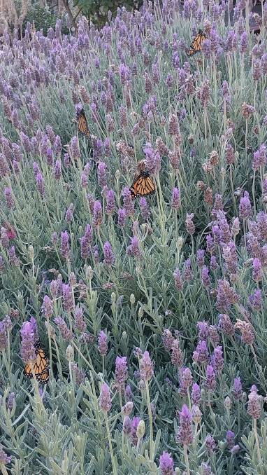 Brian Measday's neighbours are delighted to see the monarch butterflies. Picture supplied