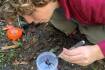 On the trail of the Sydney funnel-web spider