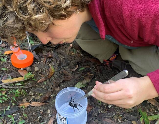 HOT ON THE TRAIL: Caitlin Creak is chasing funnel-web spiders.