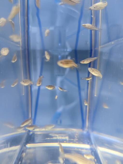 HELPING RESEARCH: Zebrafish are helping research into urinary tract infections.