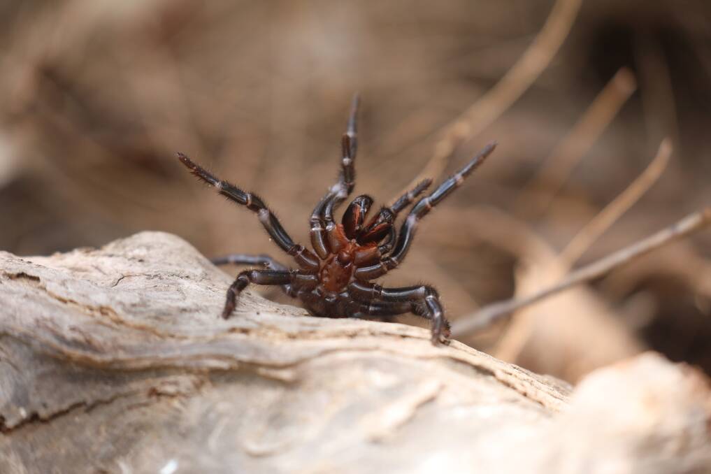 An adult funnel-web spider. Picture by Australian Reptile Park